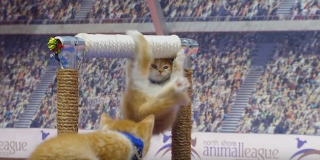 Olimpíada de gatinhos é a competição esportiva mais fofa já